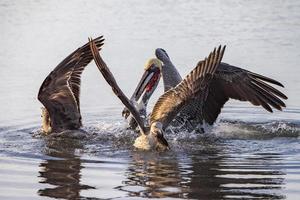 pelicano e gaivota enquanto lutam por comida foto