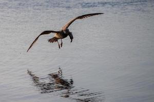 gaivota pegando peixe na água cristalina foto