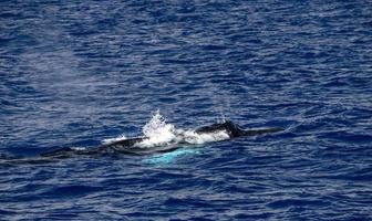 baleia jubarte no mar mediterrâneo ultra rara perto de genoa, itália agosto 2020 foto