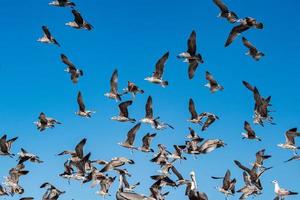 muitas gaivotas voando para você foto