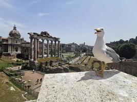 pássaro gaivota em fóruns imperiais foto