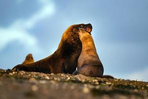 leão-marinho na praia na Patagônia enquanto se beija foto