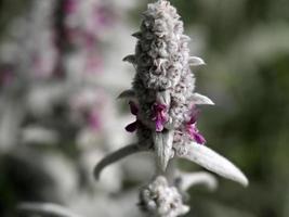 planta de folha de prata stachys byzantina com flor foto