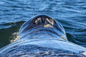 nariz de baleia cinzenta ao pôr do sol no oceano pacífico foto