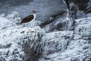 marrom booby pássaro cortez mar méxico baja califórnia foto