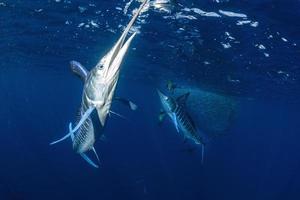 caça ao espadim listrado na bola de isca de sardinha no oceano pacífico foto