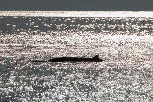 raro golfinho de baleia de bico de ganso Ziphius cavirostris ao pôr do sol foto