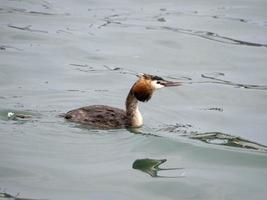 pássaro grebe enquanto nadava no lago garda foto