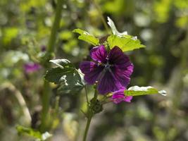 flor da planta malva silvestris close-up foto