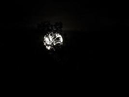 lua cheia em galhos de árvores pretas foto