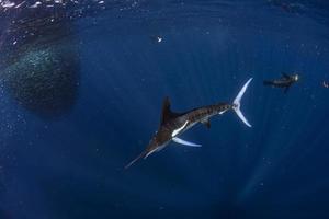 Espadim listrado e caça ao leão-marinho na bola de isca de sardinha no oceano pacífico foto