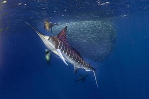 Espadim listrado e caça ao leão-marinho na bola de isca de sardinha no oceano pacífico foto