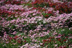 campo de flores ao ar livre colorido cultivado com margarida foto