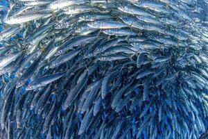 cardume de sardinha de peixe debaixo d'água close-up foto