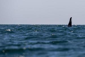 orca indo até você em cortez sea méxico foto