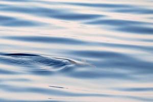 bebê recém-nascido tartaruga caretta perto da superfície do mar para respirar foto