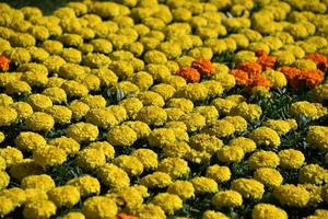 campo de flores ao ar livre coloridas cultivadas foto