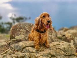 retrato de cão cocker spaniel na caminhada de cinque terre foto