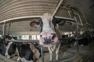 vacas pretas e brancas dentro da visão estável foto