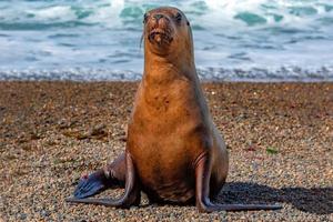 leão-marinho na praia da Patagônia foto