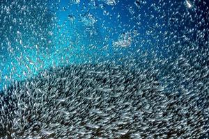 dentro de vidro peixes bola de isca gigante foto