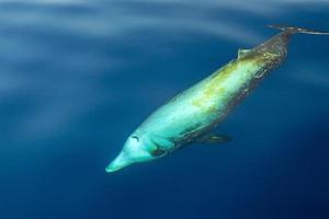 raro baleia de bico de ganso golfinho zífio cavirostris debaixo d'água foto