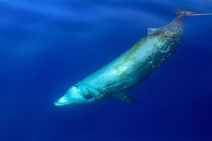 raro baleia de bico de ganso golfinho zífio cavirostris debaixo d'água foto