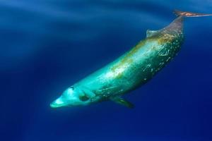 raro baleia de bico de ganso golfinho zífio cavirostris debaixo d'água foto