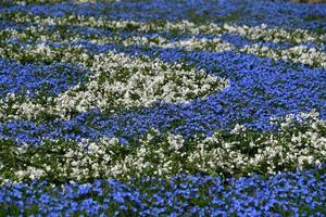 campo de flores ao ar livre coloridas cultivadas foto