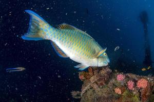 retrato de peixe papagaio enquanto mergulha no oceano índico das maldivas foto