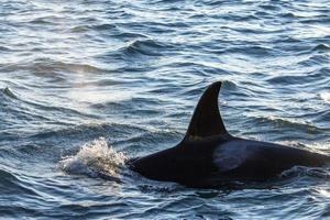 orca orca no mar mediterrâneo ao pôr do sol vindo da islândia foto