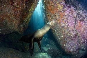 foca leão marinho debaixo d'água foto