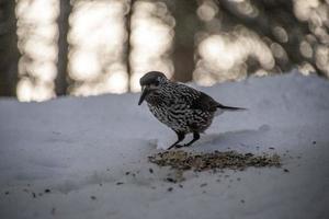 fundo de neve de inverno de pássaro estorninho foto