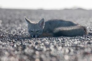 raposa cinzenta relaxante na praia foto