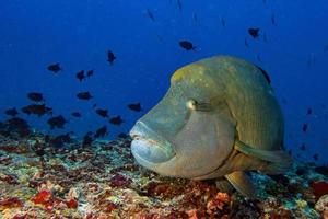 peixe napoleão debaixo d'água nas maldivas foto