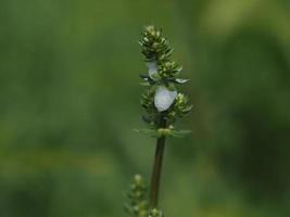 rastros de bolhas de caracol na planta veronica arvensis foto