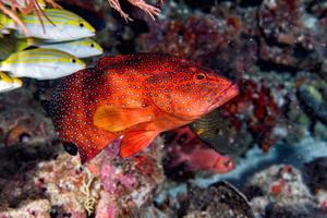 garoupa colorida vermelha isolada no oceano foto