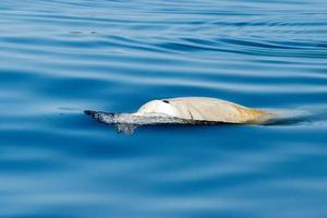 raro golfinho bico de ganso baleia zífio cavirostris foto