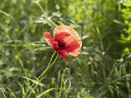 flor de papoula vermelha de perto foto