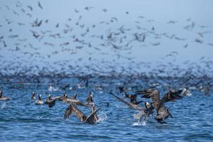 colônia de pelicanos em baja califórnia méxico foto