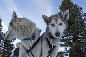 retrato rouco de cão de trenó em montanhas nevadas olhando para você foto