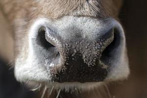 detalhe de close-up de nariz molhado de vaca foto