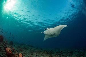 manta no fundo azul foto