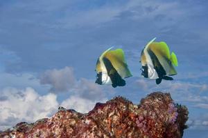 dois peixes-anjo amanteigados voando no céu cena surreal foto