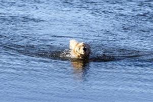 cão lobo branco enquanto olha para você foto