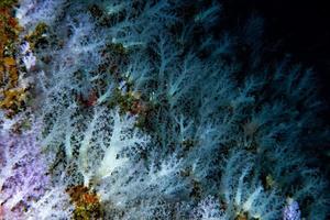 Alcyonarian parede de corais moles subaquática paisagem panorama foto