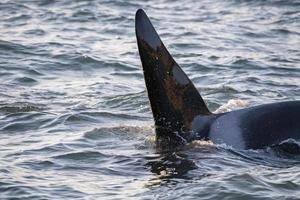 orca orca dentro de genoa habor no mar mediterrâneo vindo da islândia foto
