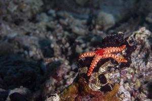 estrela do mar vermelho pendurada no recife em papua indonésia foto