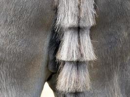 rabo de burro no desfile de animais foto