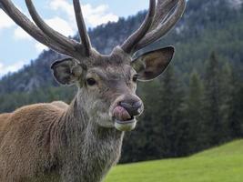 retrato de veado vermelho masculino olhando para você foto